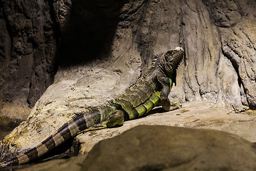 Image showing Green Iguana