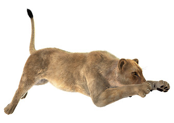 Image showing Hunting Lioness