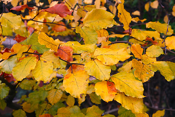 Image showing Autumn Branch