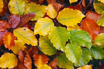 Image showing Colorful Leaves