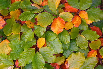 Image showing Turning to Autumn