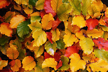 Image showing Autumnal Colorful Leaves