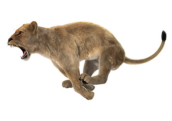 Image showing Hunting Lioness