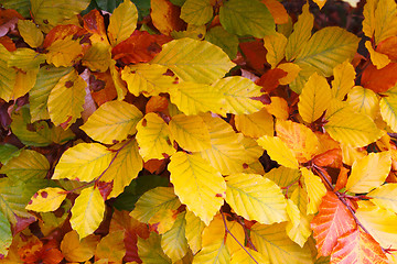 Image showing Autumnal Background