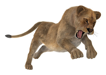 Image showing Hunting Lioness