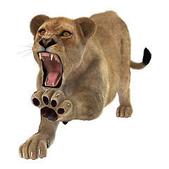 Image showing Angry Lioness