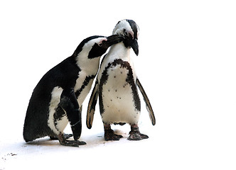 Image showing Penguin couple