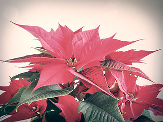 Image showing Poinsettia Christmas star