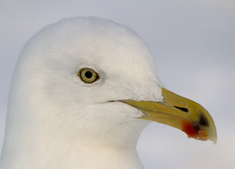 Image showing Herring gull