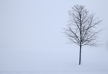 Image showing tree in the winter