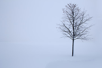 Image showing tree in the winter
