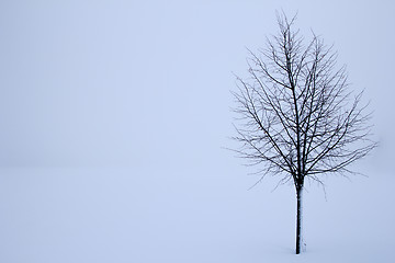 Image showing tree in the winter