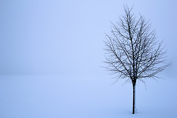 Image showing tree in the winter