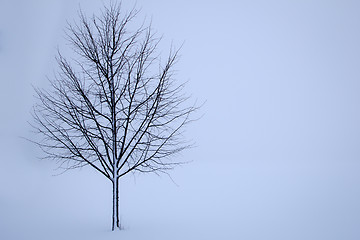 Image showing tree in the winter