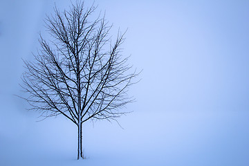 Image showing tree in the winter