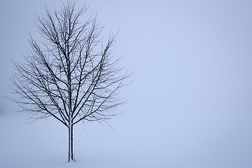 Image showing tree in the winter