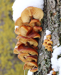 Image showing Tree mushrooms