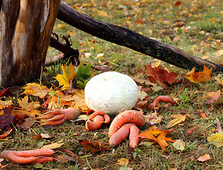 Image showing Autumn harvest