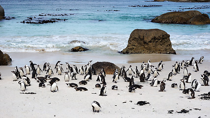 Image showing African Penguins on Boulders Beach