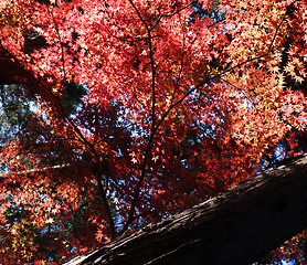 Image showing Autumn red maple leaves