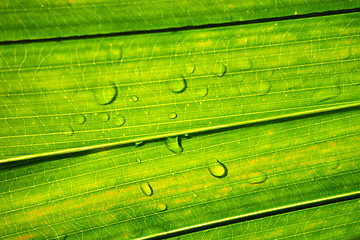 Image showing Water droplet with green leaf