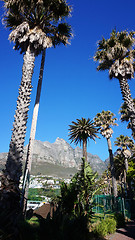 Image showing Palm trees with Table mountain in the background