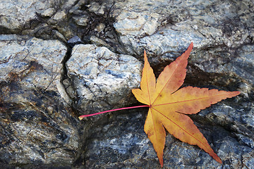 Image showing Yellow maple leaves on the stone 