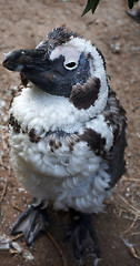 Image showing African or Jackass Penguin