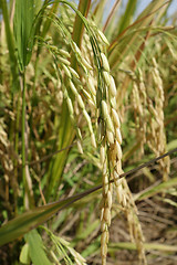 Image showing Ripe rice grains in Asia before harvest