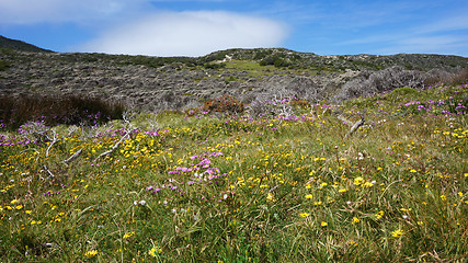 Image showing Scenic road at Table mountain. Cape Town, South Africa.