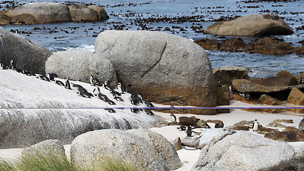 Image showing Boulders Beach African Penguins