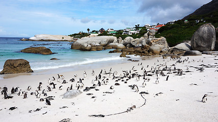 Image showing Penguins False Bay Boulders