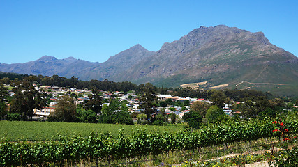 Image showing Vineyards in Western Cape, South Africa