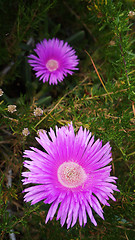 Image showing Bunch of pink wild flowers in the field at West Coast National P