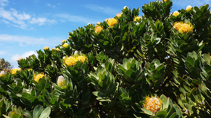 Image showing Protea, famous plant of South Africa