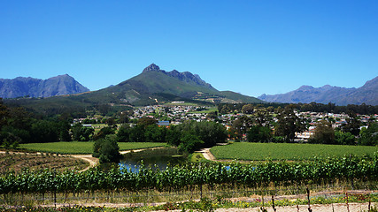 Image showing Vineyards in Western Cape, South Africa
