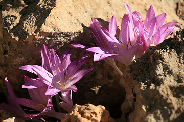 Image showing Autumn crocus on Crete