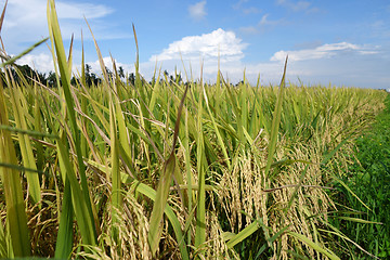 Image showing The ripe paddy field is ready for harvest