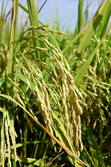 Image showing Ripe rice grains in Asia before harvest