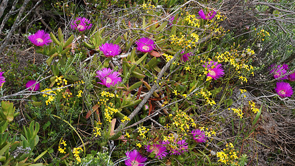 Image showing Bunch of pink wild flowers in the field at West Coast National P