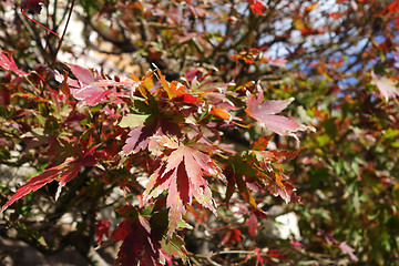 Image showing Autumn maple leaves 