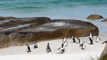 Image showing Penguin colony at the beach