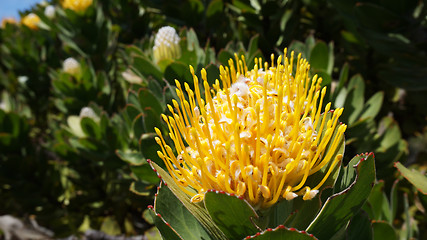 Image showing Protea, famous plant of South Africa