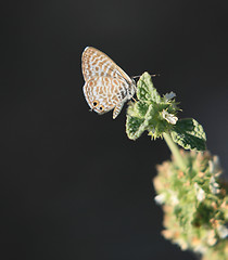 Image showing Lang's Short-Tailed Blue