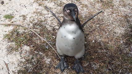 Image showing African or Jackass Penguin on the sand of the sea shore