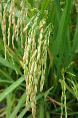 Image showing Ripe rice grains in Asia before harvest