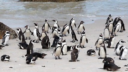 Image showing African Penguins on Boulders Beach, Cape Town, South Africa