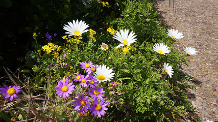 Image showing Colorful wild flowers in West Coast National Park, South Africa