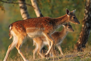 Image showing fallow deer family