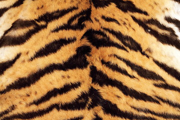 Image showing tiger beautiful texture of real fur